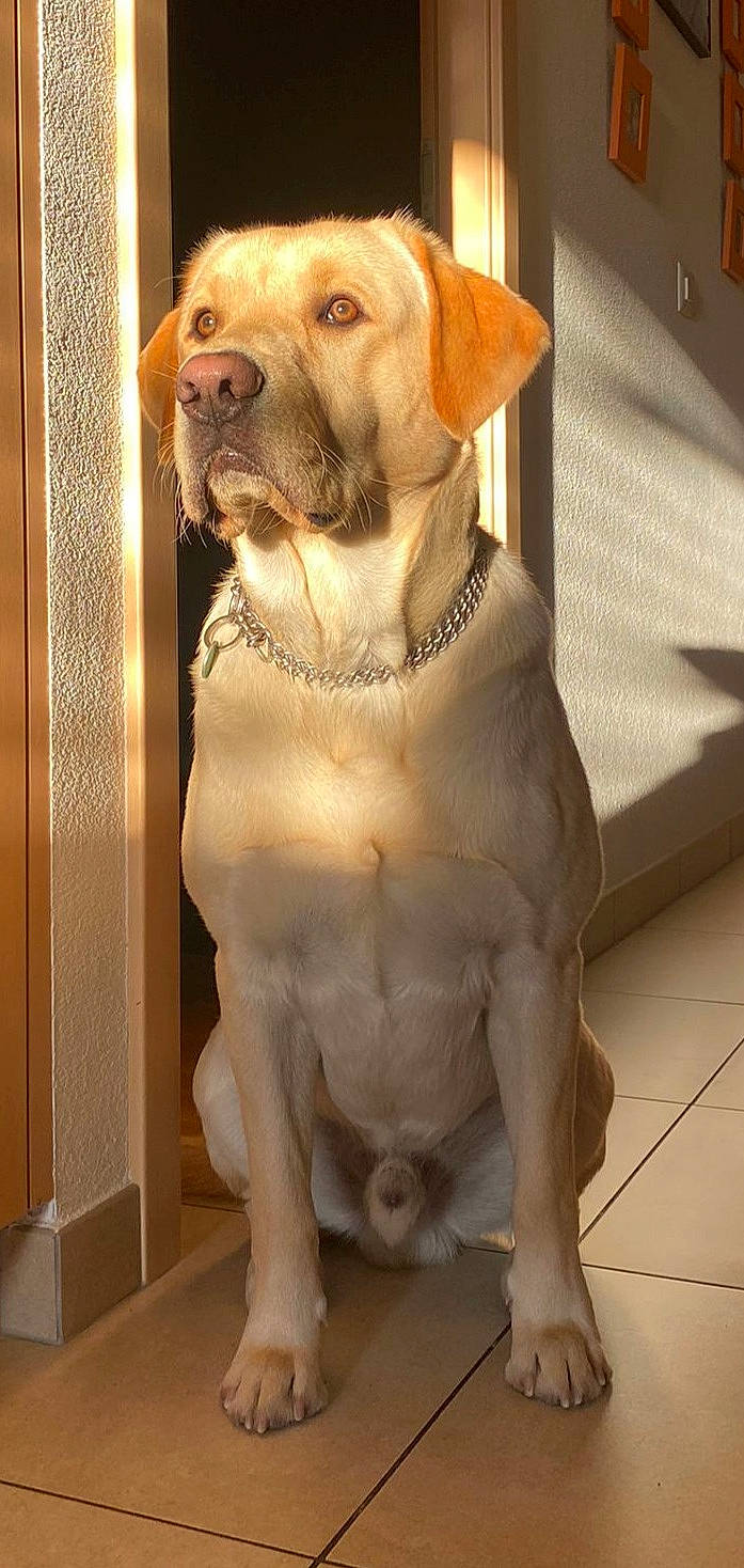 Raïko participe au concours pour gagner de l'argent avec cette photo : art, canidae, carnivore, collar, companion_dog, dog, dog_breed, dog_collar, fawn, fur, gun_dog, liver, pet_supply, snout, sporting_group, tail, whiskers, wood, working_animal, wrinkle