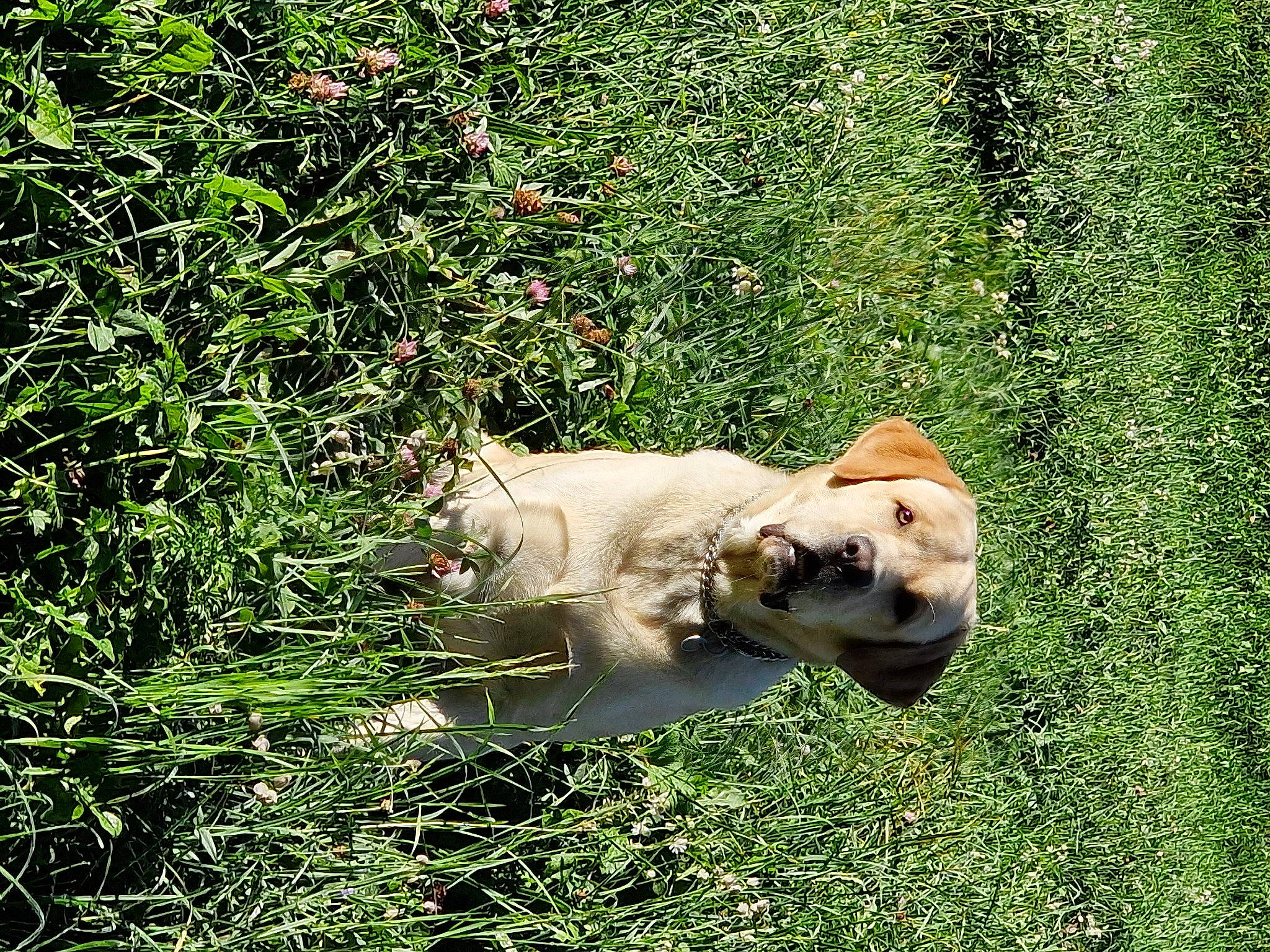 Raïko a rejoint le concours — aidez-le/la à gagner de superbes lots ! canidae, carnivore, companion_dog, dog, dog_breed, fawn, grass, grassland, groundcover, gun_dog, livestock_guardian_dog, people_in_nature, plant, polish_tatra_sheepdog, retriever, shrub, sporting_group, tail, terrestrial_animal, working_animal