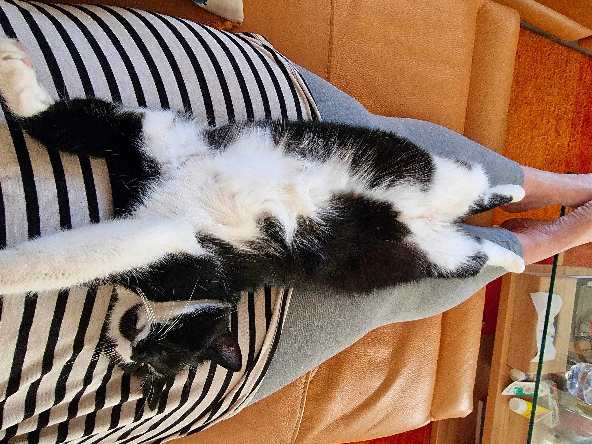 Comète participe au concours pour gagner de l'argent avec cette photo : carnivore, cat, comfort, companion_dog, domestic_short_haired_cat, felidae, fur, furniture, hair, human_leg, lap, leg, mammal, nap, room, small_to_medium_sized_cats, tail, whiskers, white, wood