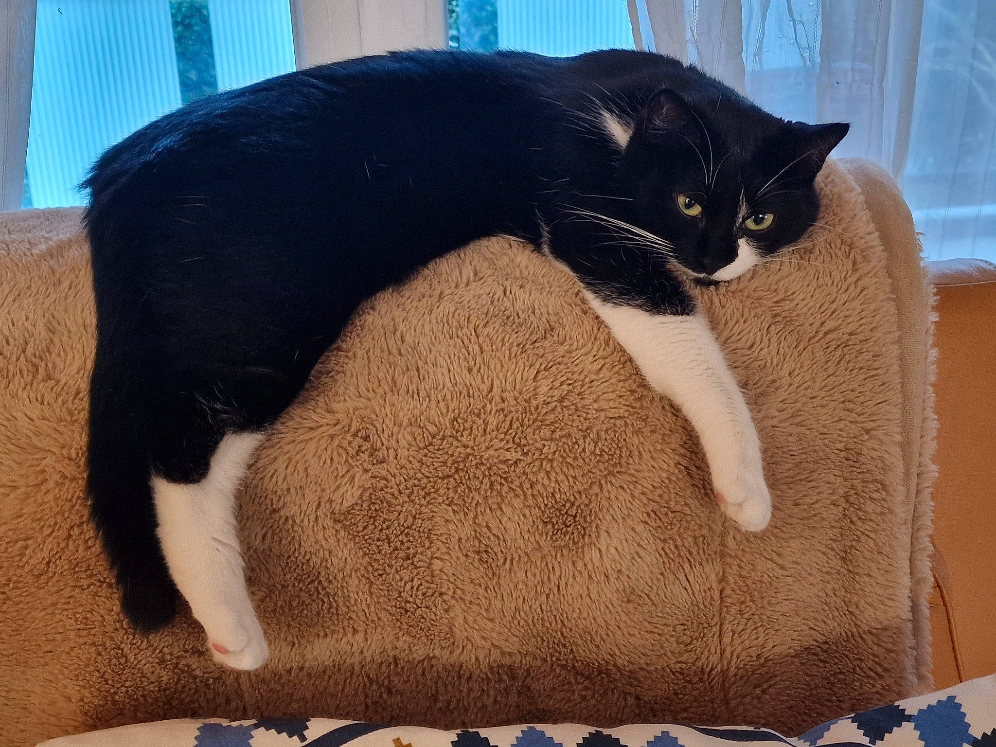 Comète a rejoint le concours — aidez-le/la à gagner de superbes lots ! blue, carnivore, cat, cat_bed, cat_supply, claw, comfort, domestic_short_haired_cat, felidae, foot, fur, human_leg, lap, paw, pet_supply, small_to_medium_sized_cats, snout, tail, terrestrial_animal, whiskers