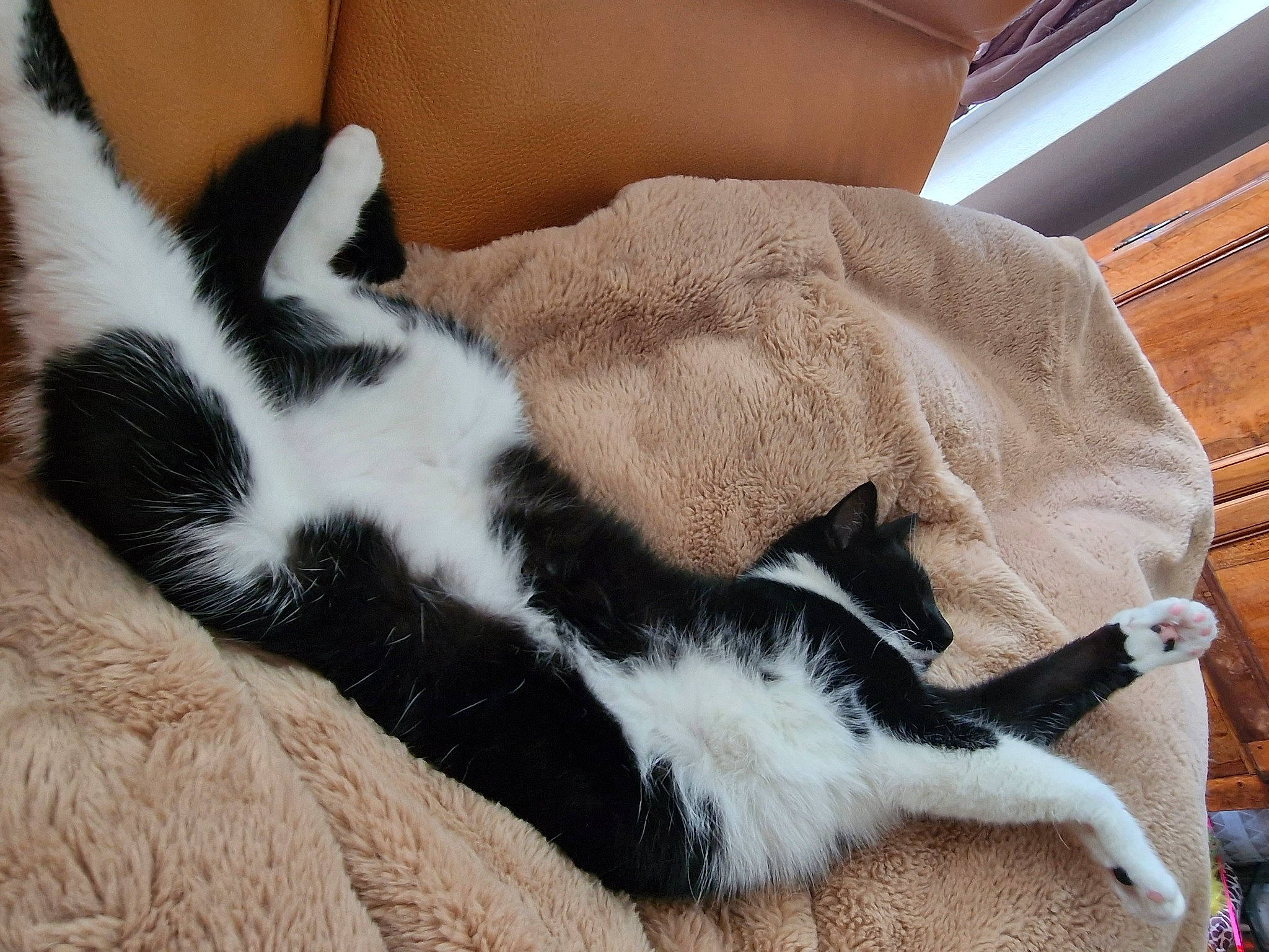 Comète a rejoint le concours — aidez-le/la à gagner de superbes lots ! carnivore, cat, claw, comfort, companion_dog, dog_breed, domestic_short_haired_cat, felidae, foot, fur, human_leg, nap, paw, small_to_medium_sized_cats, snout, sporting_group, tail, terrestrial_animal, vertebrate, whiskers