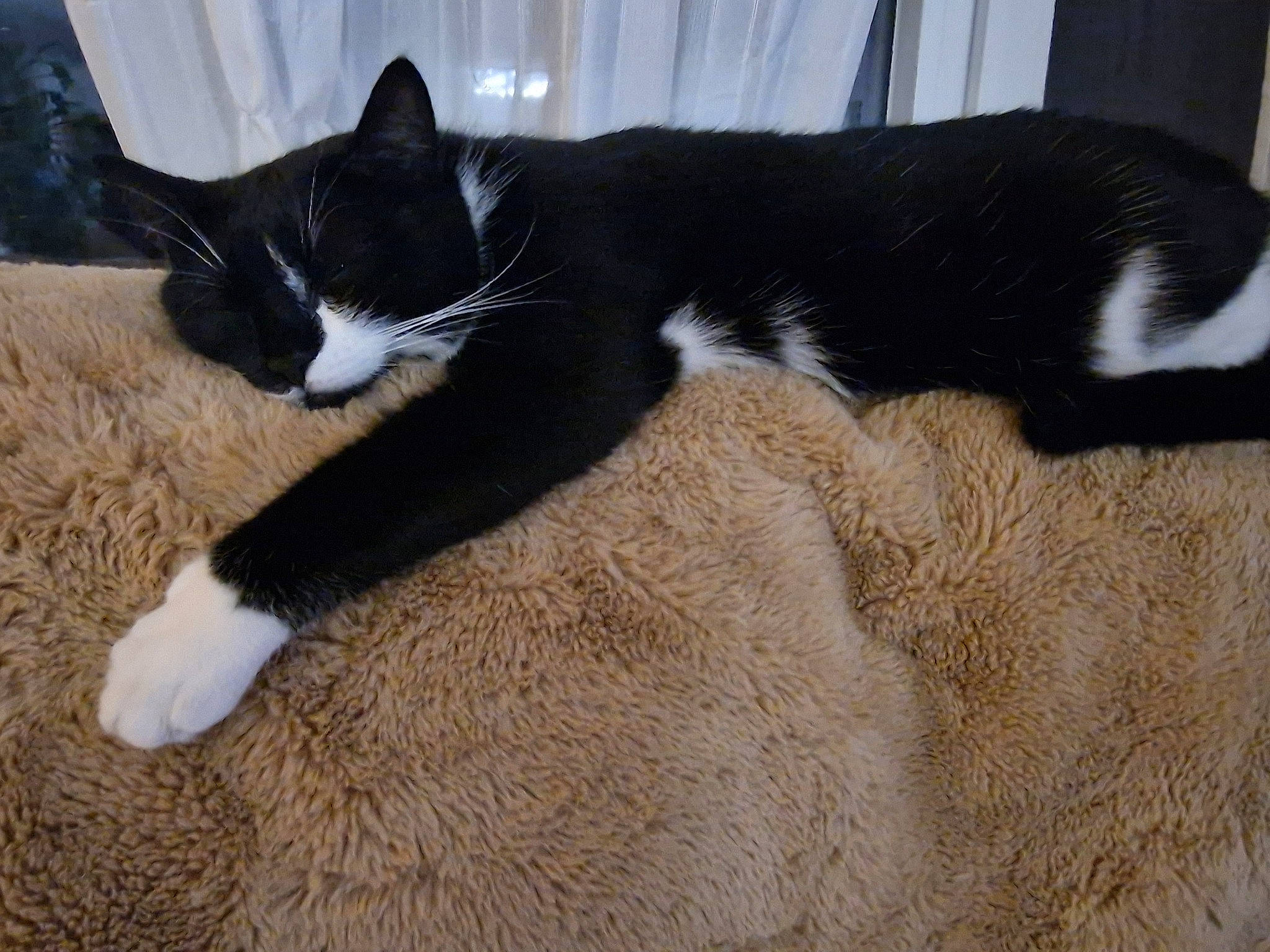 Comète participe au concours pour gagner de l'argent avec cette photo : carnivore, cat, comfort, domestic_short_haired_cat, felidae, foot, fur, human_leg, paw, small_to_medium_sized_cats, snout, tail, terrestrial_animal, whiskers