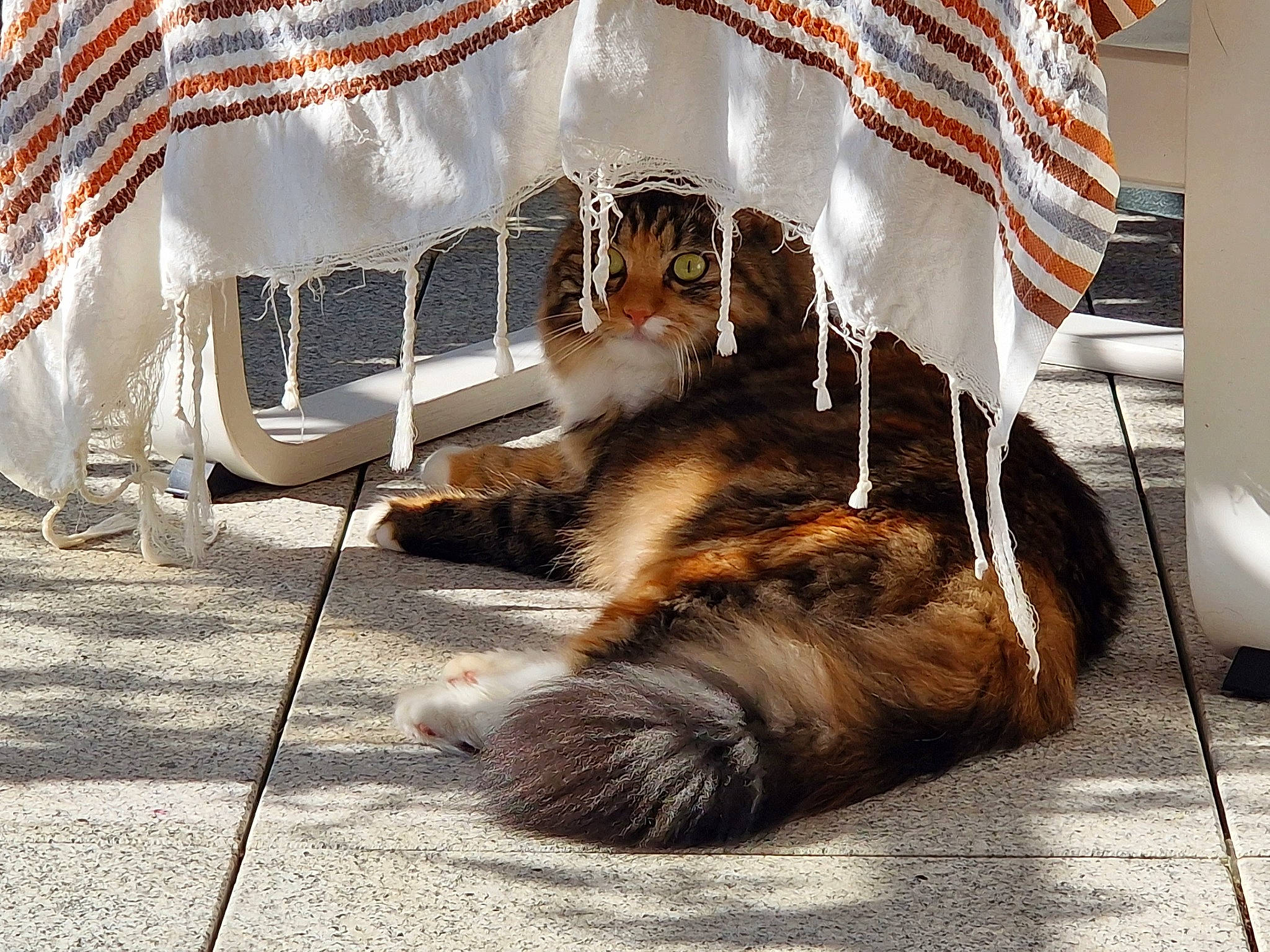 Dakota participe au concours pour gagner de l'argent avec cette photo : carnivore, cat, chair, claw, companion_dog, dog_breed, domestic_short_haired_cat, event, felidae, flag, flooring, fur, paw, plant, small_to_medium_sized_cats, sporting_group, tail, tree, whiskers, wood