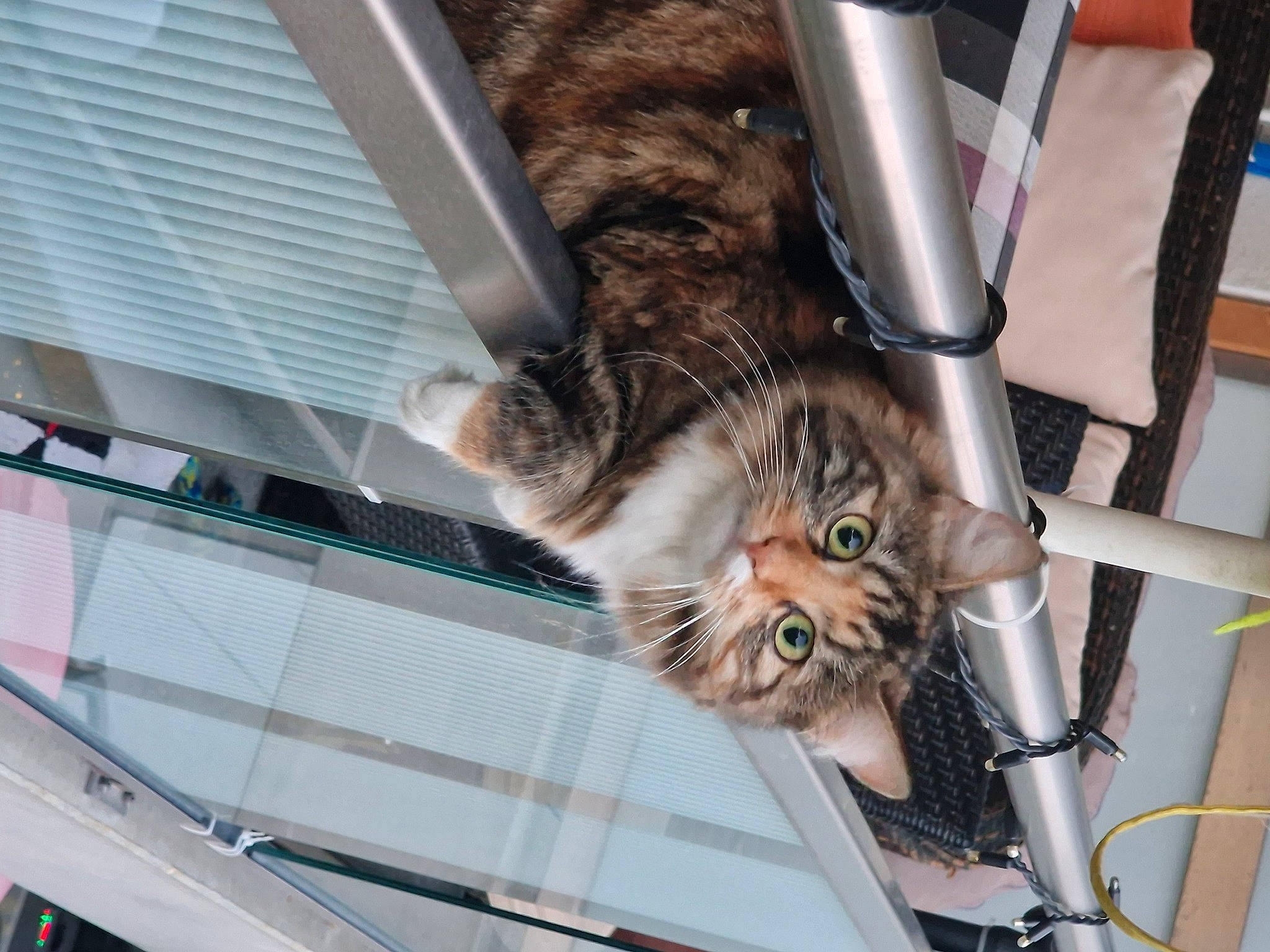 Dakota a rejoint le concours — aidez-le/la à gagner de superbes lots ! carnivore, cat, claw, comfort, domestic_short_haired_cat, electrical_wiring, felidae, fur, metal, motor_vehicle, paw, small_to_medium_sized_cats, tail, vehicle, whiskers, windshield, wire