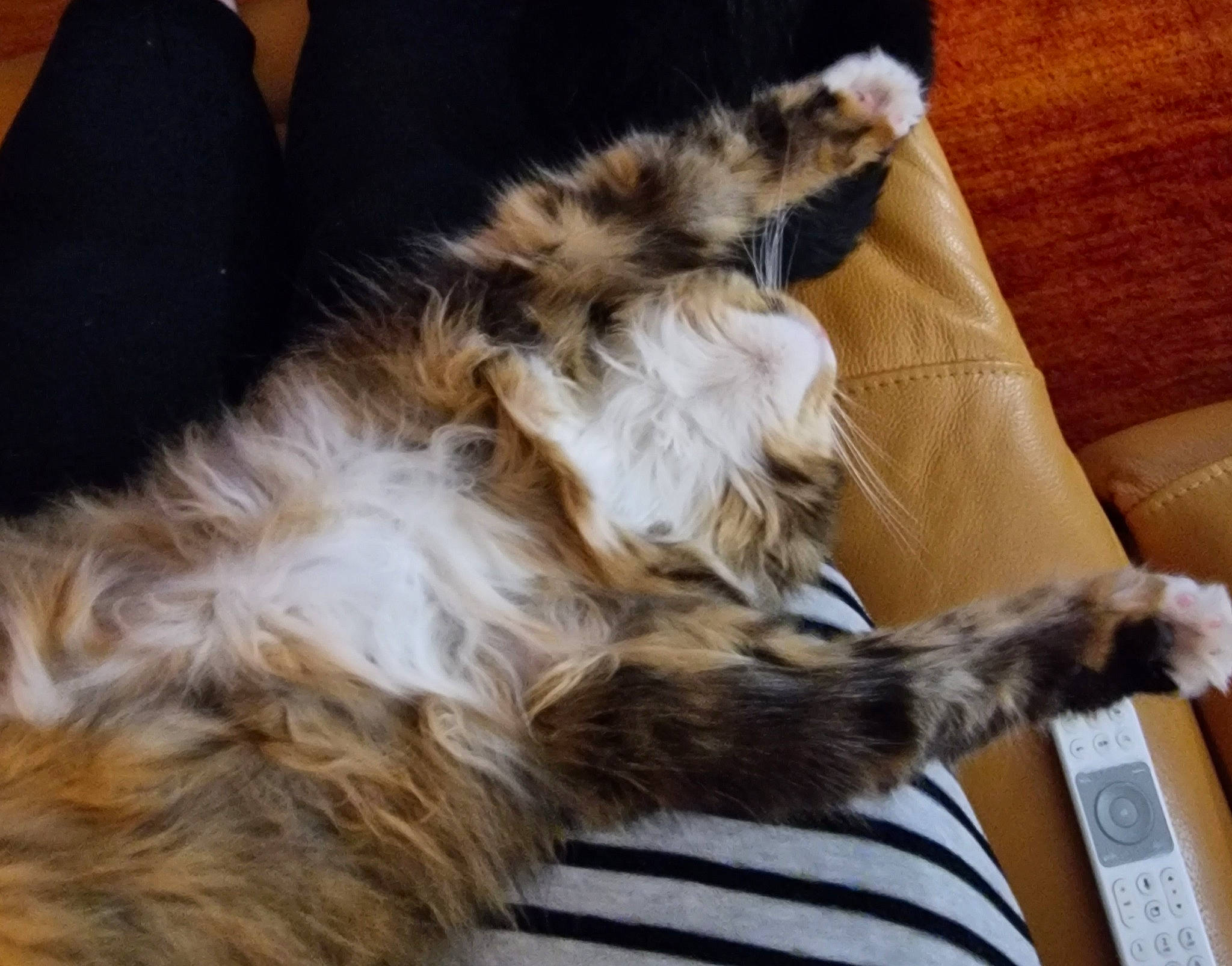 Dakota participe au concours pour gagner de l'argent avec cette photo : canidae, carnivore, cat, claw, comfort, companion_dog, dog_breed, fawn, felidae, fur, hardwood, human_leg, lap, natural_material, paw, small_to_medium_sized_cats, sporting_group, tail, whiskers, wood