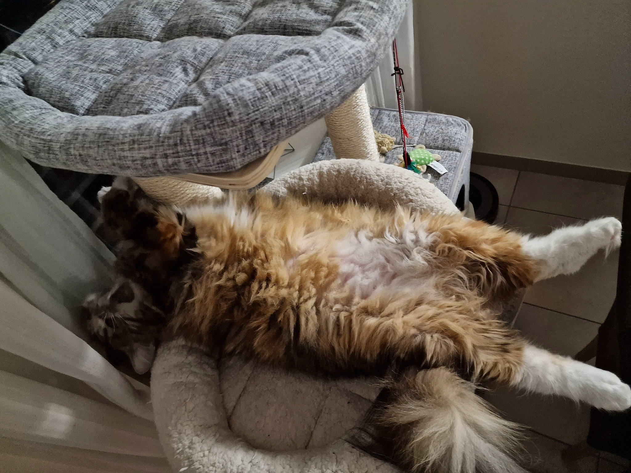 Dakota a rejoint le concours — aidez-le/la à gagner de superbes lots ! canidae, carnivore, cat, cat_supply, chair, claw, comfort, companion_dog, couch, dog_breed, domestic_short_haired_cat, fawn, felidae, fur, paw, small_to_medium_sized_cats, sporting_group, tail, whiskers, wool