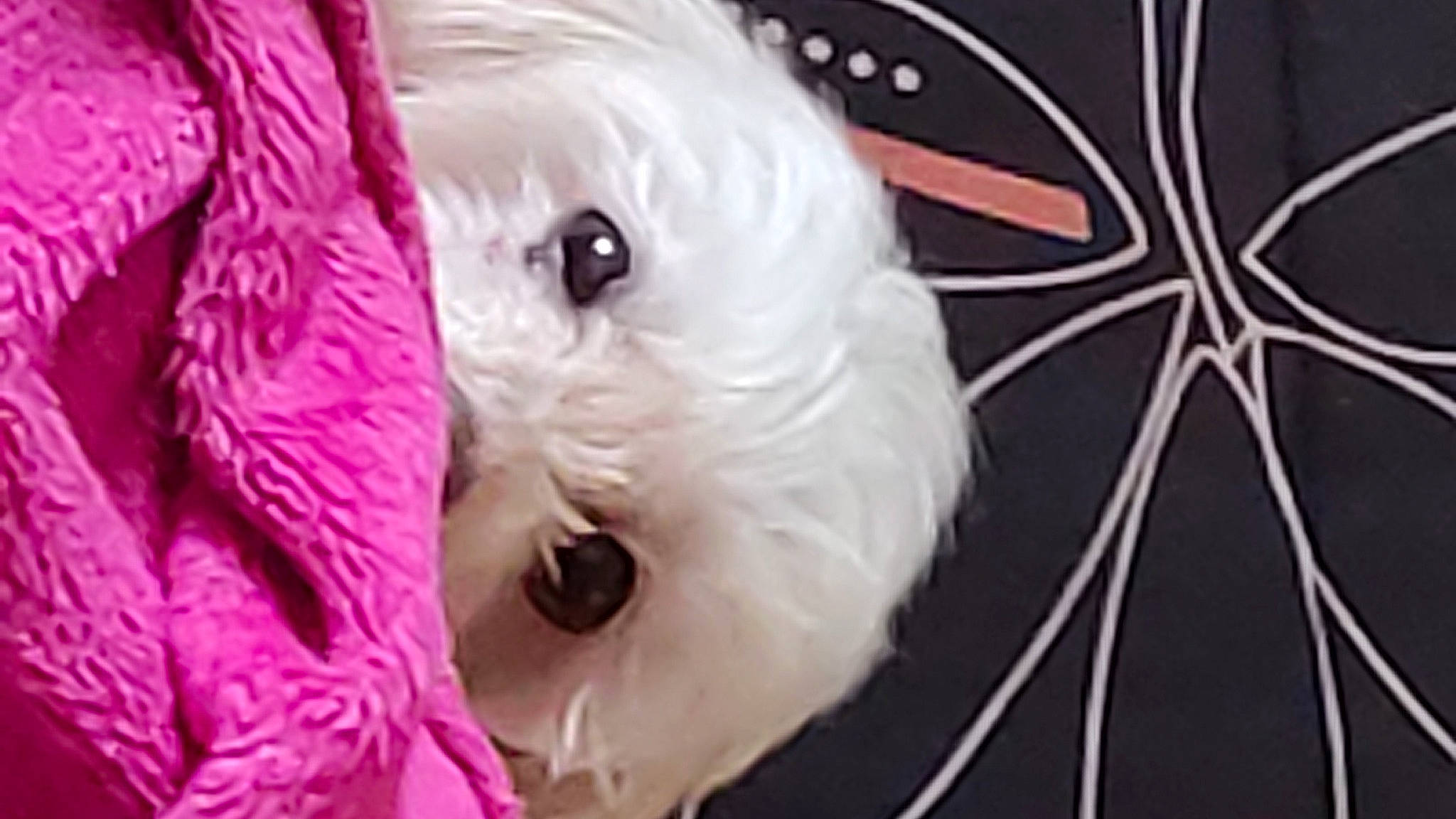 Pêche a rejoint le concours — aidez-le/la à gagner de superbes lots ! canidae, carnivore, close_up, companion_dog, dog, dog_breed, dog_supply, eye, eyelash, fur, head, magenta, small_terrier, snout, sporting_group, terrier, toy, toy_dog, vertebrate, working_animal