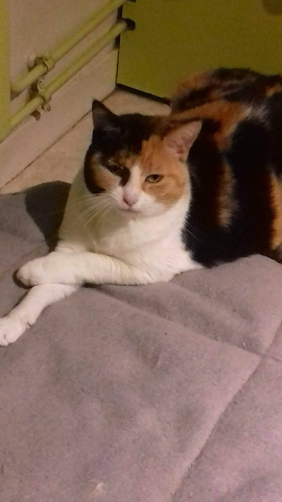 Marguerita a rejoint le concours — aidez-le/la à gagner de superbes lots ! bedding, box, carnivore, cat, comfort, domestic_short_haired_cat, felidae, flooring, fur, hardwood, linens, paw, room, sitting, small_to_medium_sized_cats, snout, tail, whiskers, wood