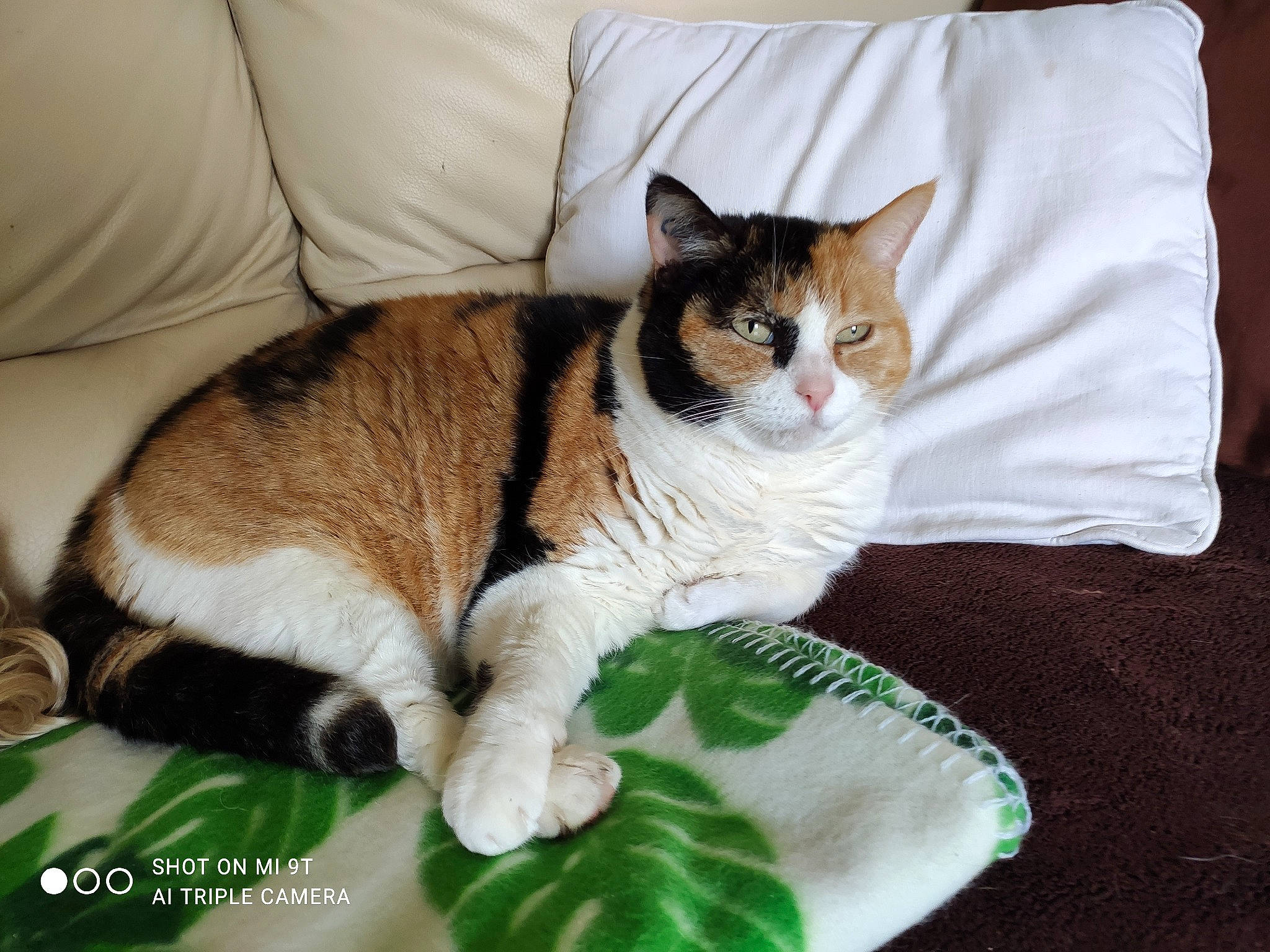 Marguerita a rejoint le concours — aidez-le/la à gagner de superbes lots ! carnivore, cat, cat_furniture, cat_supply, claw, collar, comfort, couch, domestic_short_haired_cat, fawn, felidae, fur, linens, paw, pet_supply, sitting, small_to_medium_sized_cats, snout, tail, whiskers