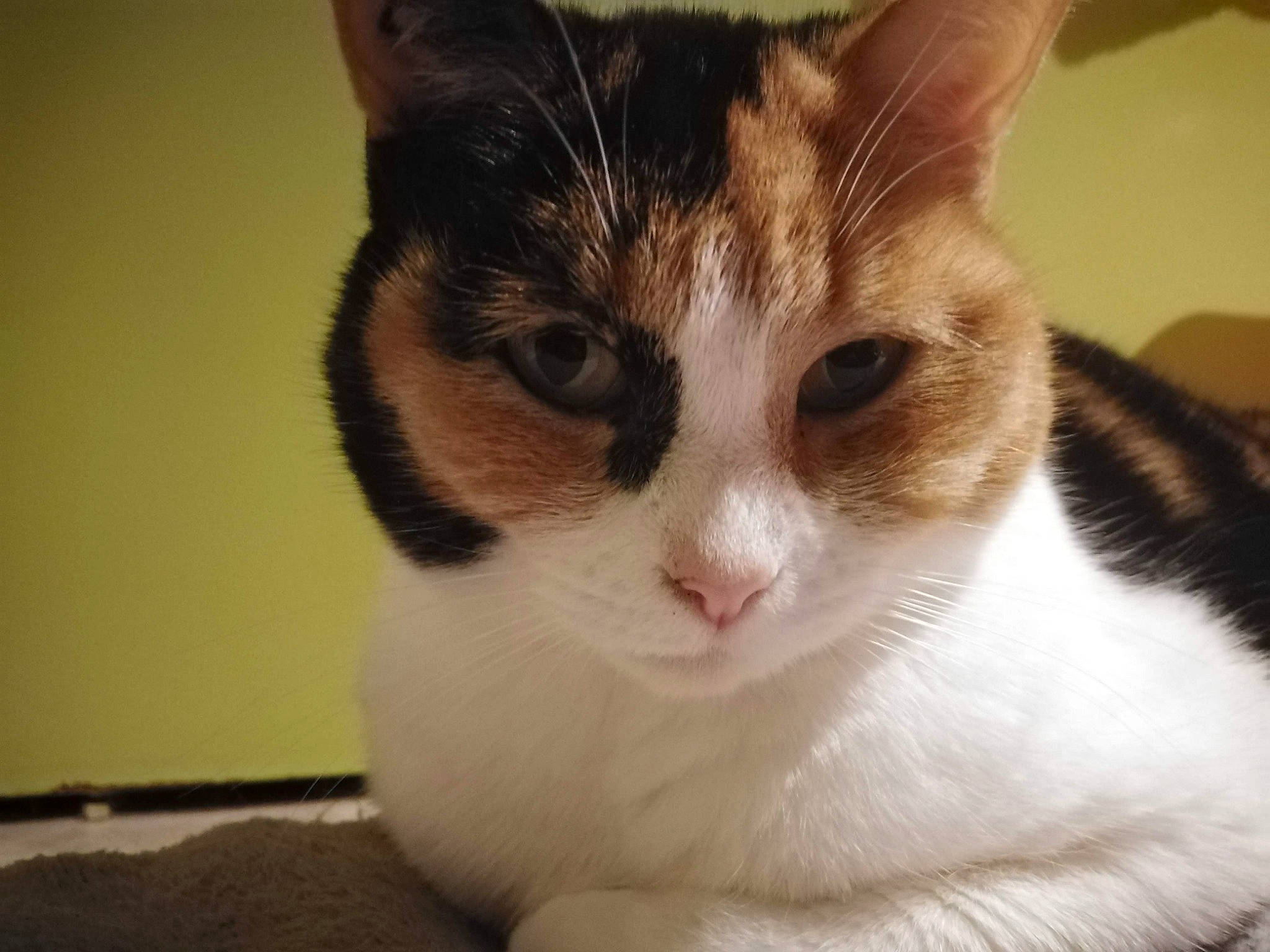 Marguerita a rejoint le concours — aidez-le/la à gagner de superbes lots ! carnivore, cat, domestic_short_haired_cat, felidae, fur, paw, small_to_medium_sized_cats, snout, whiskers