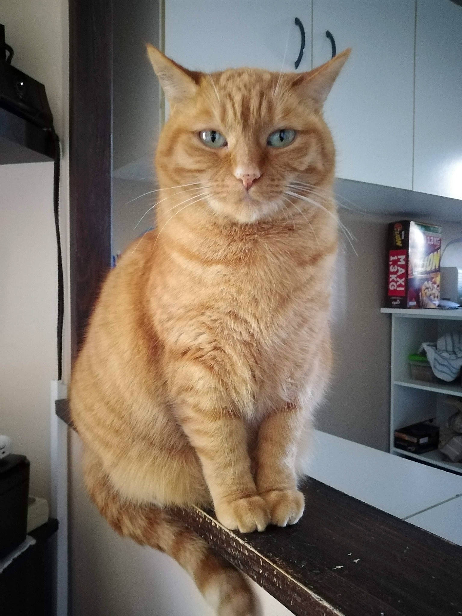 Célia participe au concours pour gagner de l'argent avec cette photo : carnivore, cat, cat_supply, claw, comfort, domestic_short_haired_cat, fawn, felidae, fur, paw, pet_supply, shelf, shelving, small_to_medium_sized_cats, snout, tail, whiskers, wood