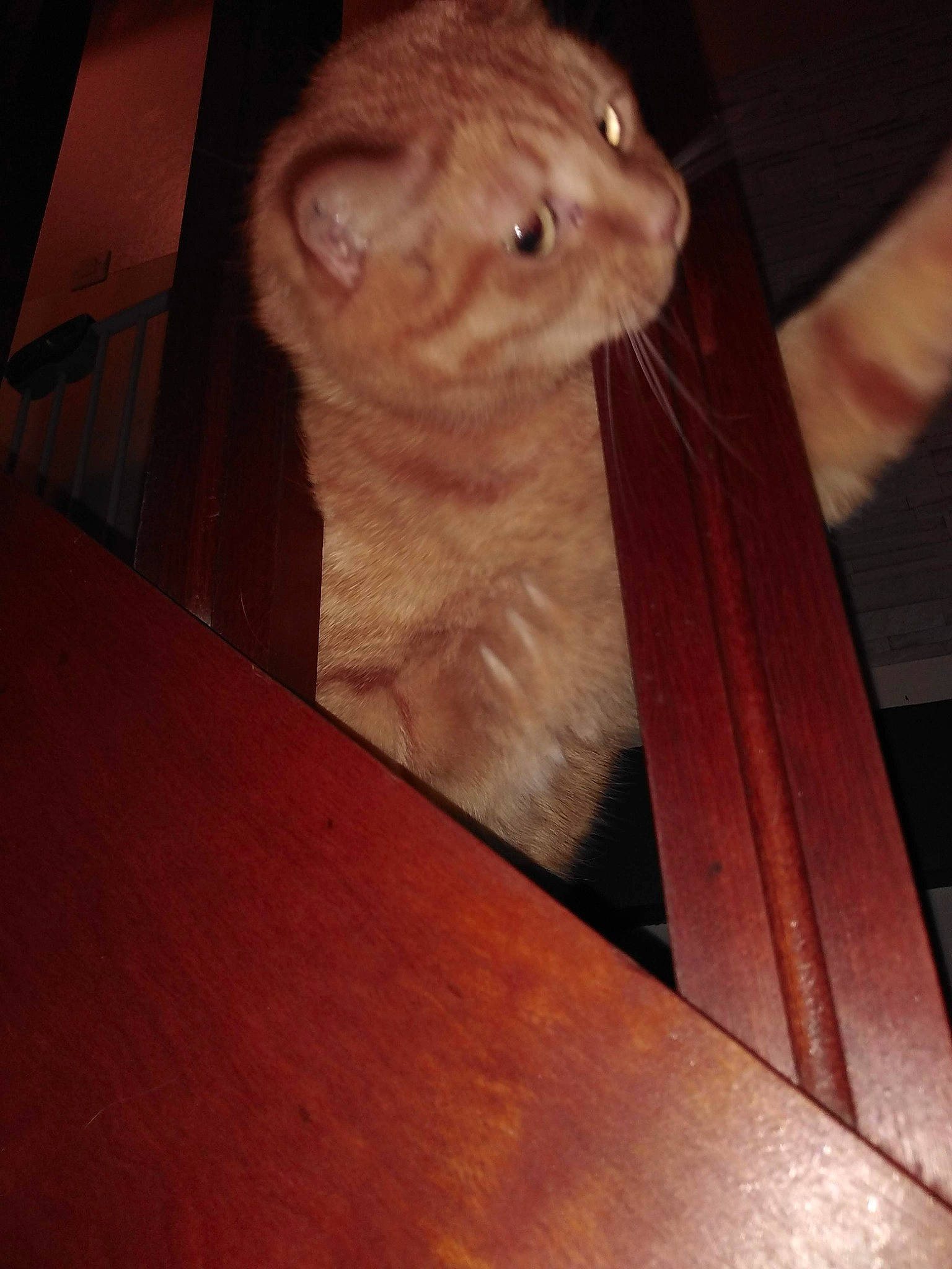 Célia participe au concours pour gagner de l'argent avec cette photo : brown, carnivore, cat, domestic_short_haired_cat, fawn, felidae, flooring, fur, hardwood, muroidea, plywood, rodent, small_to_medium_sized_cats, snout, table, tail, varnish, whiskers, wood, wood_stain