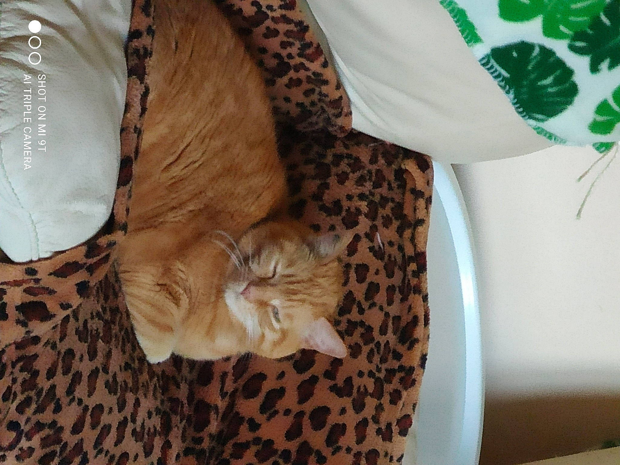 Célia a rejoint le concours — aidez-le/la à gagner de superbes lots ! carnivore, cat, comfort, couch, domestic_short_haired_cat, fawn, felidae, fur, human_leg, linens, pattern, plant, sleeve, small_to_medium_sized_cats, tail, textile, tree, waist, whiskers, wood