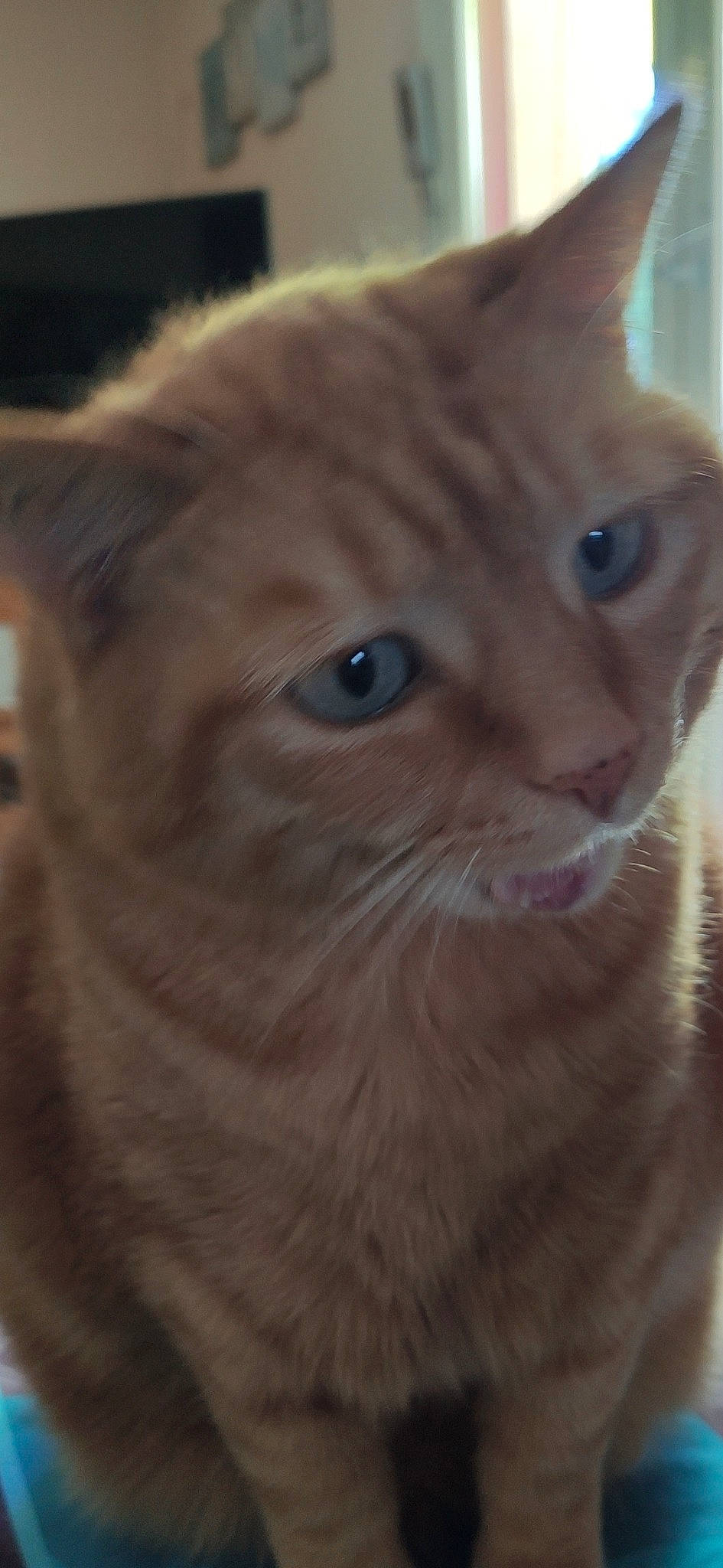 Célia participe au concours pour gagner de l'argent avec cette photo : carnivore, cat, close_up, domestic_short_haired_cat, ear, eye, fawn, felidae, fur, head, small_to_medium_sized_cats, snout, whiskers