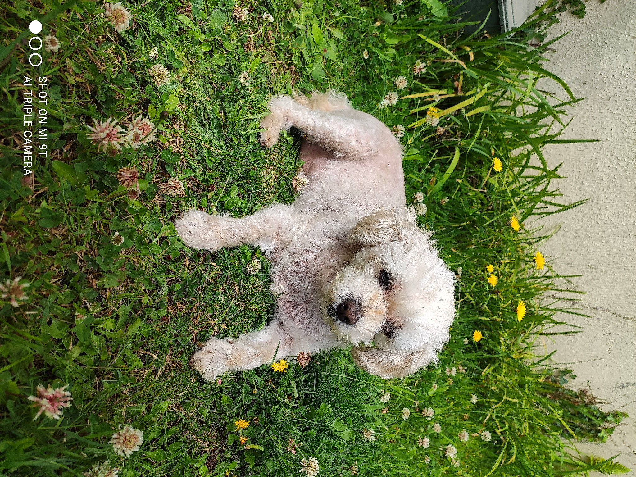 Pêche a rejoint le concours — aidez-le/la à gagner de superbes lots ! carnivore, companion_dog, dog, dog_breed, dog_collar, flower, fur, grass, grass_family, groundcover, lawn, meadow, plant, shrub, snout, sporting_group, spring, tail, terrier, toy_dog