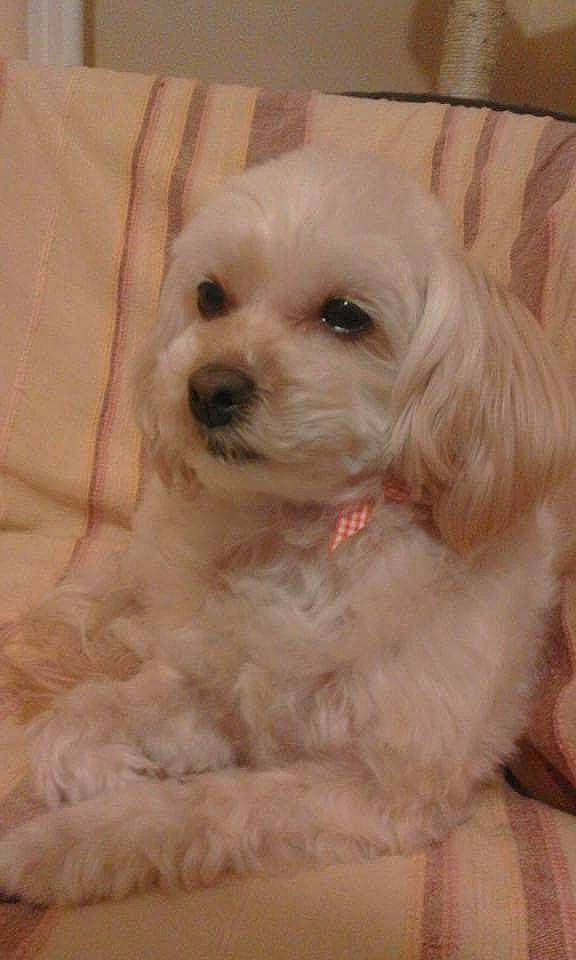 Pêche participe au concours pour gagner de l'argent avec cette photo : canidae, carnivore, companion_dog, dog, dog_breed, dog_supply, fur, maltepoo, non_sporting_group, puppy, small_terrier, snout, sporting_group, terrier, toy_dog, water_dog, working_animal, yorkipoo