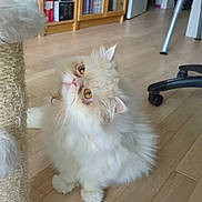Milou participe au concours pour gagner de l'argent avec cette photo : amber_eyes, animal, bookshelf, cat, curious, cute, domestic_cat, floor, fluffy, furniture, home, indoor, kitten, looking_up, persian_cat, pet, scratching_post, soft, white_fur, wooden_floor