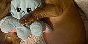 Sosa participe au concours pour gagner de l'argent avec cette photo : puppy, sleeping, stuffed_toy, octopus, blanket, fur, cozy, pet, cute, animal, nap, brown_puppy, soft_toy, indoors, rest, fur_texture, snuggling, peaceful, young_dog, pet_bed