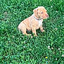 puppy, dog, grass, outdoor, nature, flower, greenery, young, collar, animal, cute, pet, sitting, fur, mammal, field, summer, leaf, plant, adorable