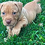 puppy, dog, grass, greenery, clover, wildflowers, outdoor, young, animal, cute, nature, pet, playful, closeup, brown, fur, walking, summer, daylight, canine