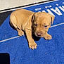 puppy, dog, tan, young, outdoor, blue_mat, sunlight, shadow, small, pet, cute, animal, sitting, fur, paw, nose, ears, face, ground, daylight