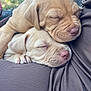 puppies, sleeping, dog, close_up, cuddle, cute, pet, fur, nose, paw, soft, texture, ribbed_fabric, relaxation, outdoor, nature_background, adorable, animal, mammal, friendship