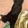 Le Chat