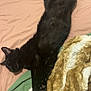 cat, black_cat, sleeping, bed, blanket, comfort, cozy, feline, pet, rest, fur, domestic_animal, indoor, relaxation, pink_sheet, green_blanket, soft_texture, animal, paw, cute