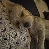 Audie is registered to the contest to win money with this photo: animal, bedroom, calm, closeup, comfort, cozy, cute, dog, face, fur, indoors, moon, nap, pattern, pet, pillow, relaxation, rest, sleeping, stars