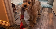 Audie joined the competition — help win amazing prizes! animal, basket, carpet, chewing, curtains, cute, dog, domestic, flooring, fur, home, indoor, mouth, pet, playful, room, small_dog, sock, toy, wooden_floor