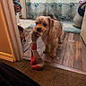 animal, basket, carpet, chewing, curtains, cute, dog, domestic, flooring, fur, home, indoor, mouth, pet, playful, room, small_dog, sock, toy, wooden_floor