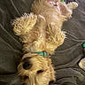 Audie joined the competition — help win amazing prizes! animal, blanket, canine, collar, companion, cozy, cute, dog, fluffy, fur, indoor, lying_down, mammal, paw, pet, puppy, relaxed, resting, sleeping, snout