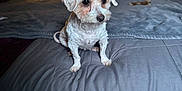 Luna joined the competition — help win amazing prizes! dog, small_dog, white_dog, bed, bedding, blanket, indoor, room, lamp, wall, door, curtain, pet, fur, animal, cute, sitting, cozy, decor, furniture