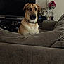 brown_dog, collar, couch, cozy, decor, dog, flower_vase, furniture, home, houseplant, indoors, living_room, pet, relaxing, room, sitting, table, television, wall, wolf_statue