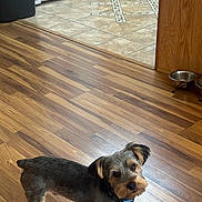 Prince is registered to the contest to win money with this photo: animal, bowl, cabinet, collar, curious, dog, domestic, ears, empty_bowls, flooring, fur, home, indoor, kitchen, looking_up, pet, small_dog, standing, tile_floor, wooden_floor