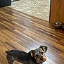 animal, bowl, cabinet, collar, curious, dog, domestic, ears, empty_bowls, flooring, fur, home, indoor, kitchen, looking_up, pet, small_dog, standing, tile_floor, wooden_floor
