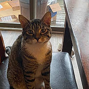 Milo is registered to the contest to win money with this photo: cat, tabby, indoor, chair, window, door, deck, box, trash_can, curious, white_paws, feline, pet, animal, floor, wood, table, domestic, sitting, looking