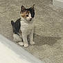Walle joined the competition — help win amazing prizes! cat, kitten, calico, indoor, carpet, pet, animal, feline, cute, sitting, young, fur, whiskers, ears, floor, home, domestic, curious, mammal, small