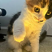 Walle joined the competition — help win amazing prizes! kitten, cat, paw, curious, fluffy, indoor, carpet, pet, animal, young, whiskers, closeup, feline, playful, cute, light, face, fur, domestic, mammal