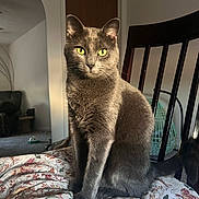 Cinder joined the competition — help win amazing prizes! animal, calm, cat, chair, cozy, cushion, domestic_cat, feline, floral_pattern, fur, gray_cat, home, indoor, living_room, pet, quiet, sitting, tail, wooden_chair, yellow_eyes