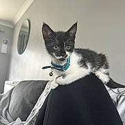 Elvis is registered to the contest to win money with this photo: kitten, cat, pet, black_and_white, collar, indoor, leg, blanket, mirror, sofa, curious, small, feline, domestic, young, fur, whiskers, ears, relaxed, home