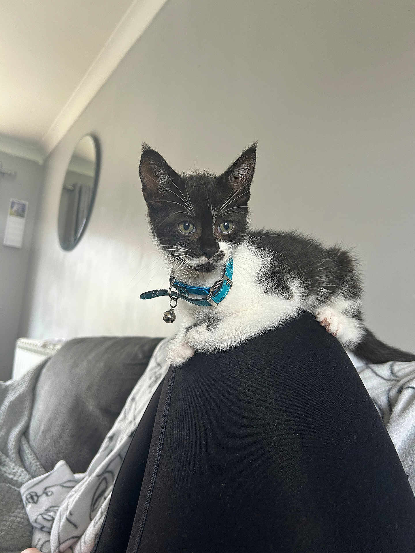 Elvis is registered to the contest to win money with this photo: kitten, cat, pet, black_and_white, collar, indoor, leg, blanket, mirror, sofa, curious, small, feline, domestic, young, fur, whiskers, ears, relaxed, home