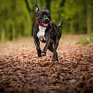 Rosy a rejoint le concours — aidez-le/la à gagner de superbes lots ! dog, running, forest, leaves, outdoor, nature, animal, pet, black_dog, white_chest, happy, collar, energetic, motion, blurred_background, daylight, path, canine, playful, active