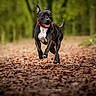 dog, running, forest, leaves, outdoor, nature, animal, pet, black_dog, white_chest, happy, collar, energetic, motion, blurred_background, daylight, path, canine, playful, active