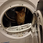 Simba a rejoint le concours — aidez-le/la à gagner de superbes lots ! cat, dryer, laundry_machine, appliance, front_loading, door_open, wood_floor, indoor, tabby_cat, orange_cat, pet, whiskers, drum, control_panel, sticker, curious, sitting, reflection, household, laundry_room