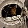cat, dryer, laundry_machine, appliance, front_loading, door_open, wood_floor, indoor, tabby_cat, orange_cat, pet, whiskers, drum, control_panel, sticker, curious, sitting, reflection, household, laundry_room