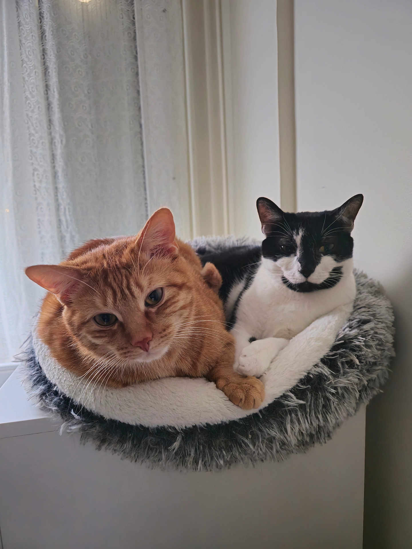 Simba a rejoint le concours — aidez-le/la à gagner de superbes lots ! cat, cats, orange_cat, black_and_white_cat, tuxedo_cat, pet, feline, cat_bed, cozy, indoor, window, curtain, fur, whiskers, paws, portrait, closeup, resting, pair, home