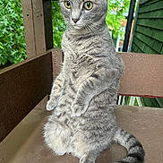 Chloe joined the competition — help win amazing prizes! cat, gray_tabby, animal, pet, outdoor, bench, wooden_bench, green_eyes, curious, alert, feline, tail, fur, whiskers, ears, nature, greenery, house, sitting, portrait
