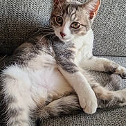 Ruben participe au concours pour gagner de l'argent avec cette photo : animal, cat, couch, cozy, curious, cute, ears, fur, furniture, gray, indoor, kitten, laying, pet, relaxed, sitting, texture, whiskers, white, young