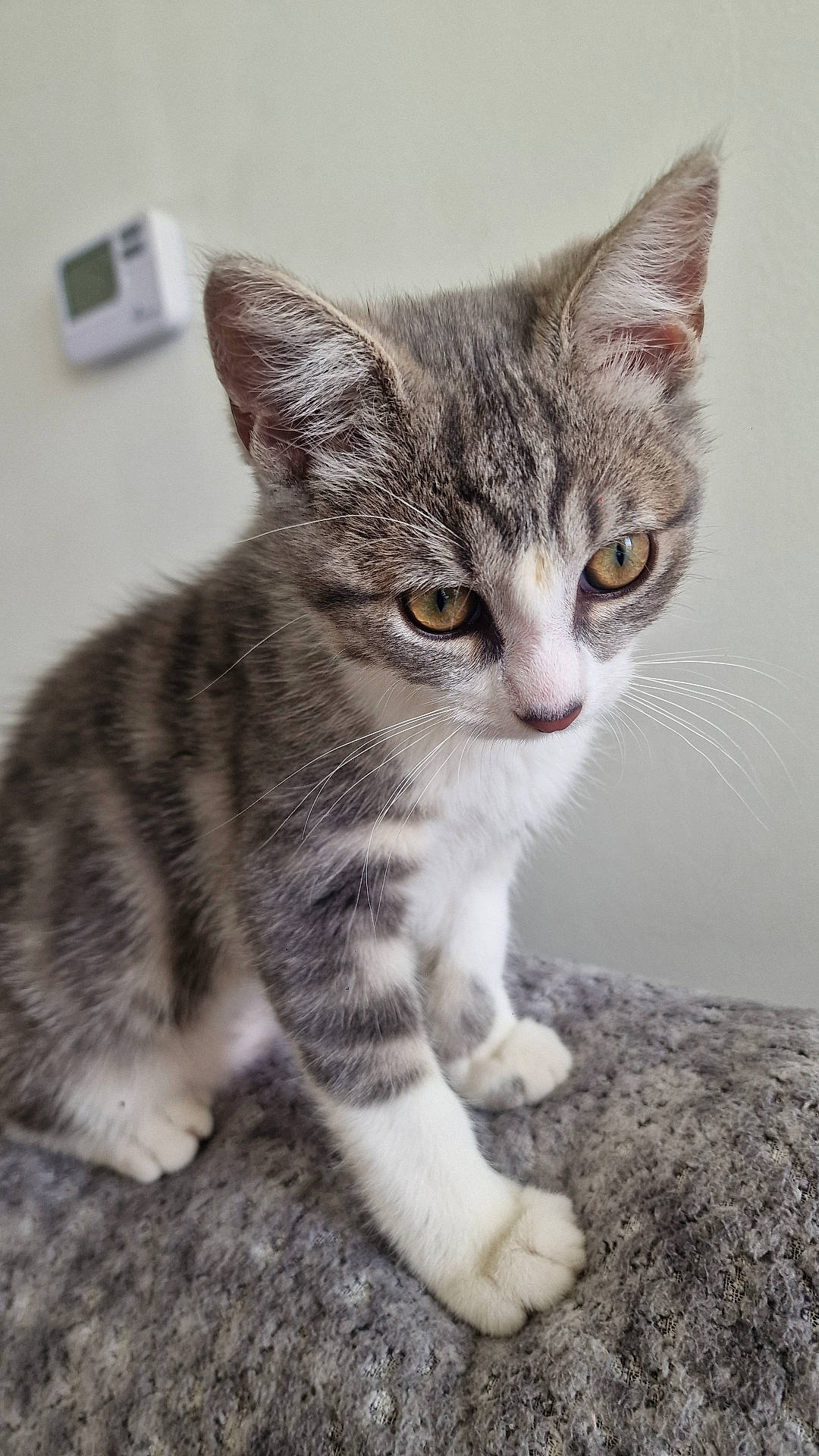 animal, cat, closeup, curious, cute, ears, eyes, feline, fur, gray, indoor, kitten, paws, pet, portrait, soft_texture, tabby, whiskers, white_paws, young